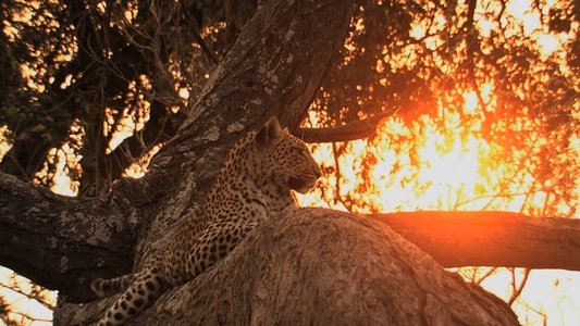 Big Cat Odyssey