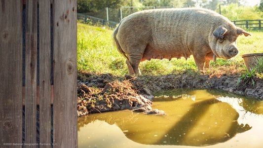 The Biggest Little Farm: The Return