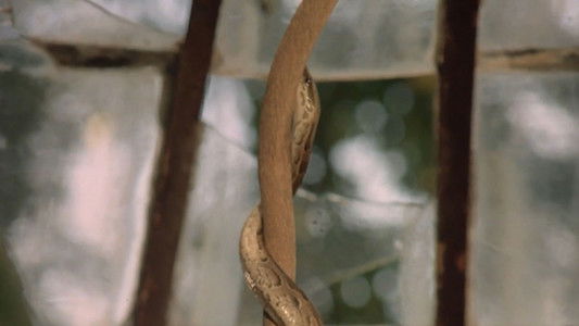 La Faute de l'abbé Mouret