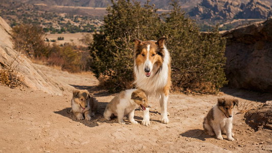 Lassie: The Miracle