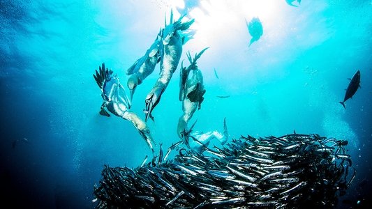 Great Shark Chow Down