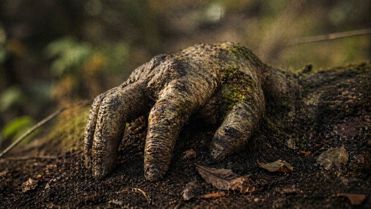 The Hand