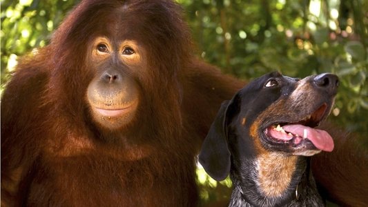 Animal Odd Couples