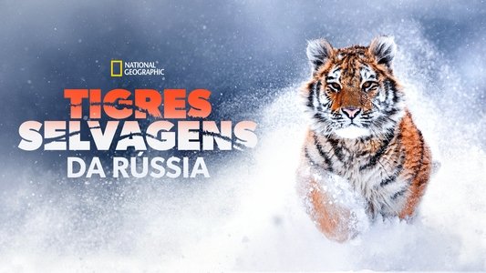 Russia's Wild Tiger