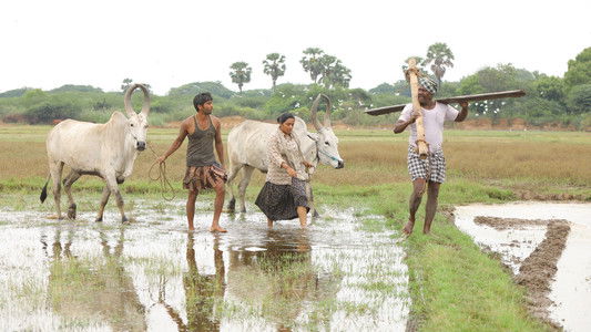 பைசன் காளமாடன்