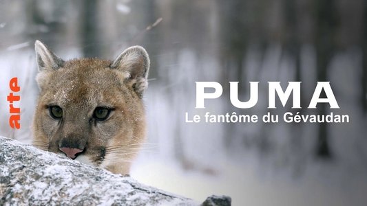 Puma, le fantôme du Gévaudan