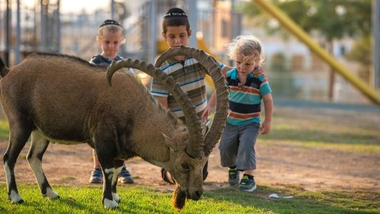 Cities: Nature's New Wild