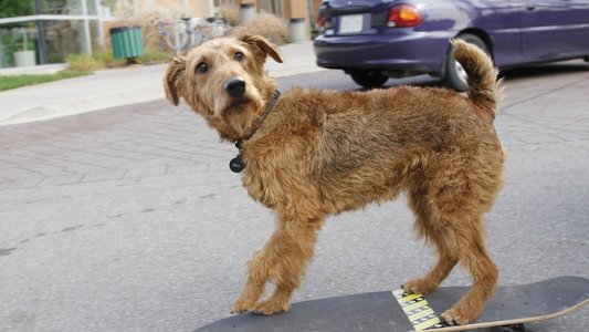 Firehouse Dog
