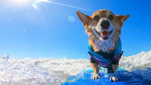 It's a Dog's Life with Bill Farmer