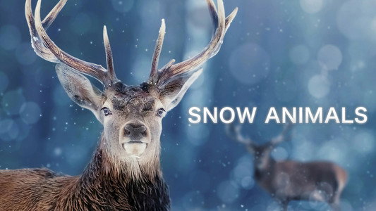 Snow Animals