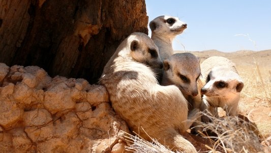 Clan of the Meerkat