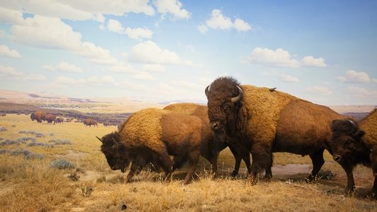 Yellowstone