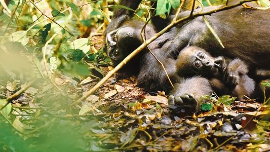 Gorillas Close Up