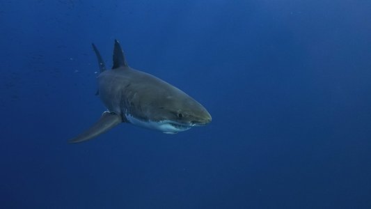 Lost Sharks of Easter Island