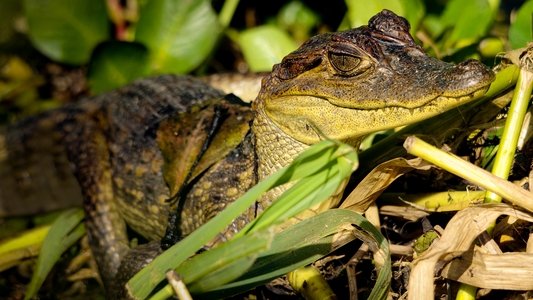 Equator's Wild Secrets
