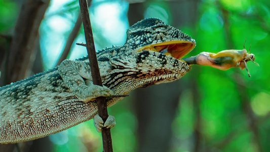 World's Weirdest: Extreme Body Parts