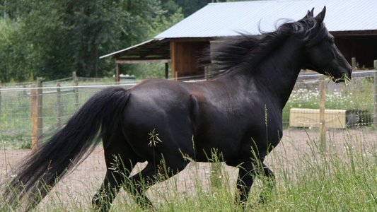 The Adventures of Black Beauty