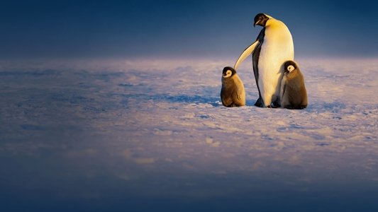 Secrets of the Penguins