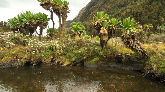 Wild Uganda