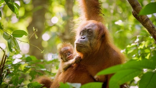Secret Lives of Orangutans