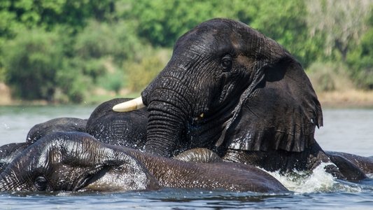 Fishing For Giants