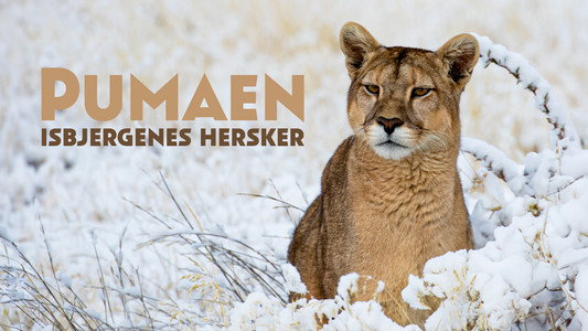 Pumas: Legends of the Ice Mountains