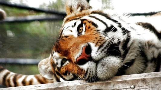 Lost Land of the Tiger