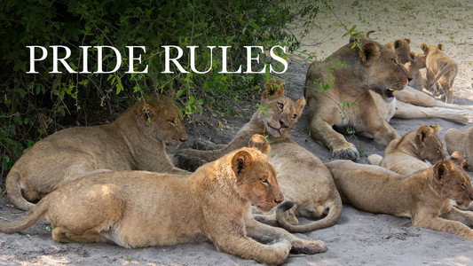 Pride Rules