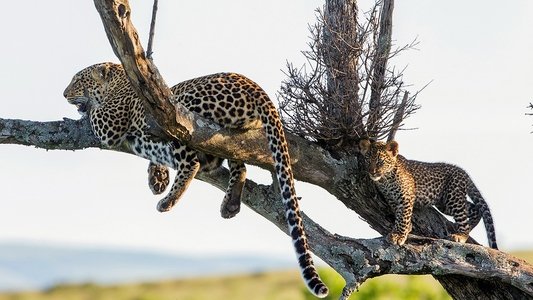 Die Leopardin