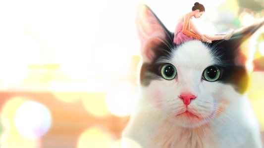 나만 없어 고양이