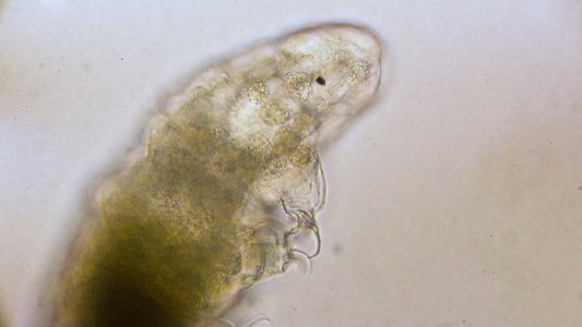 Journey to the Microcosmos