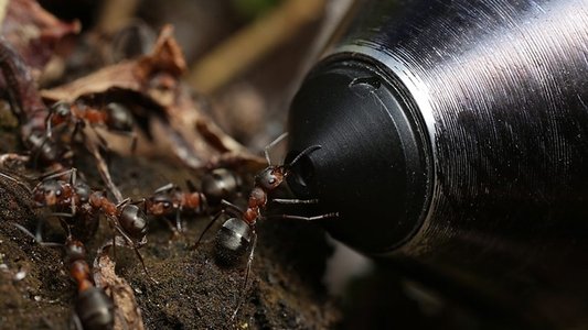 Attenborough and the Empire of the Ants