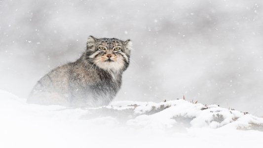 La Panthère des neiges
