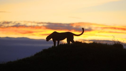Africa's Hunters of the Night