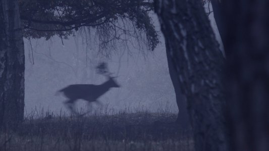 Deer Boy