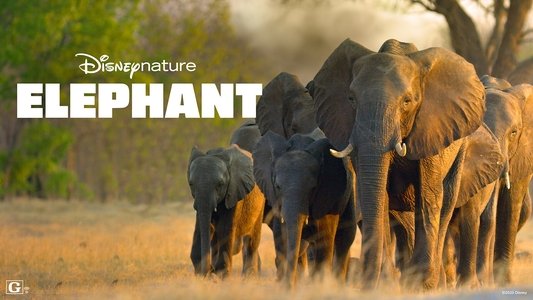 In the Footsteps of Elephant