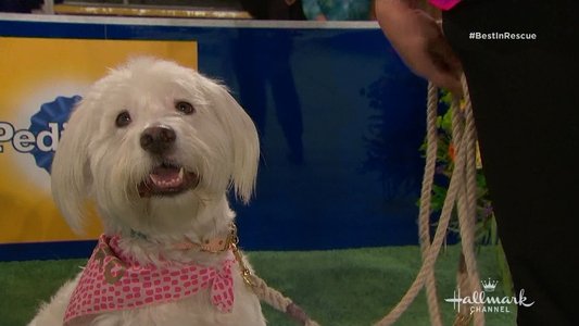 The 2018 American Rescue Dog Show