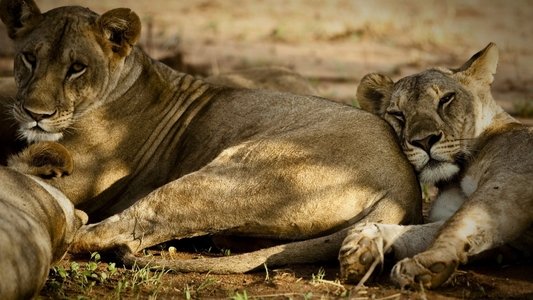 Born Free