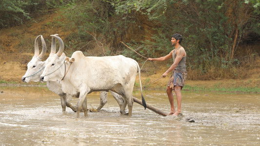 பைசன் காளமாடன்