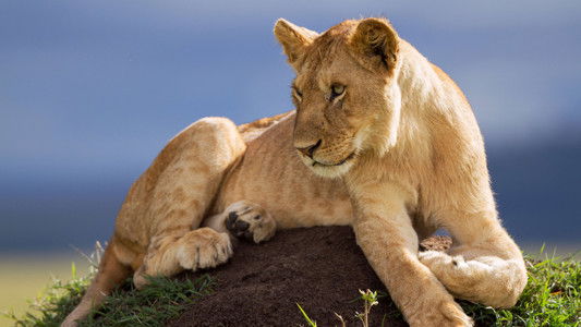 Lion: The Rise and Fall of the Marsh Pride