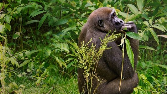 Gorillas Close Up