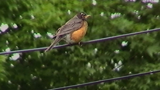 The Birds Tell Me All There Is To Know