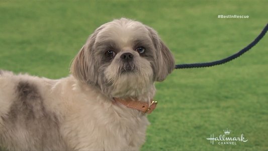 The 2018 American Rescue Dog Show