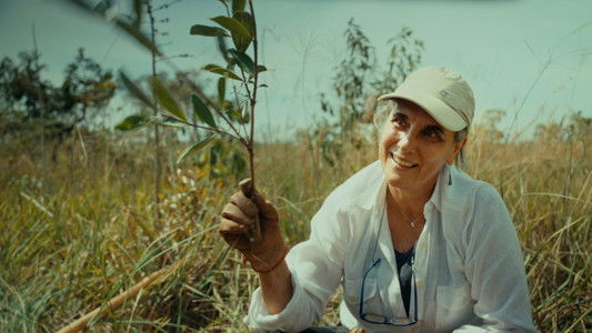 Planter à tout prix - Des arbres pour sauver la planète ?