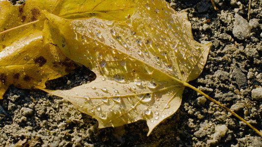 An Autumn Holiday: America, 2024