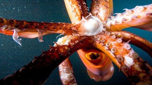 Deep Sea Killers