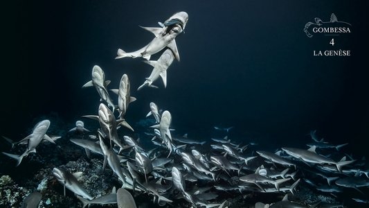 700 requins dans la nuit  (Gombessa 4, la genèse)