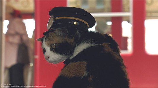 La voie du chat