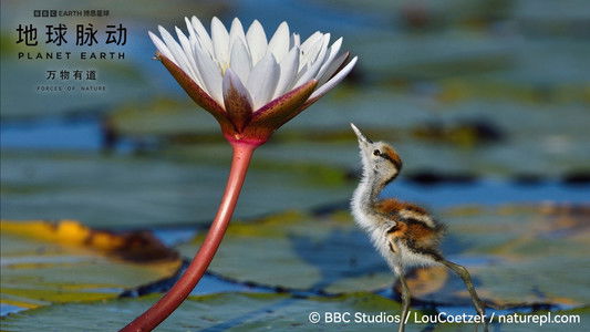 Planet Earth: Forces of Nature