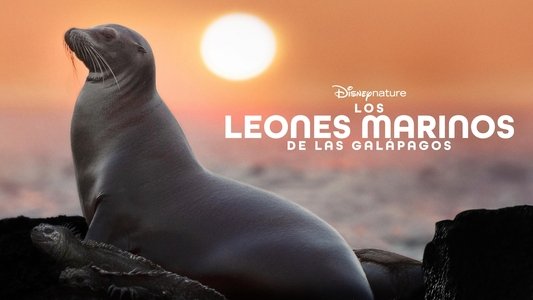 Sea Lions of the Galapagos
